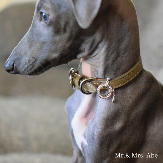 Pet Jewelry Eternity